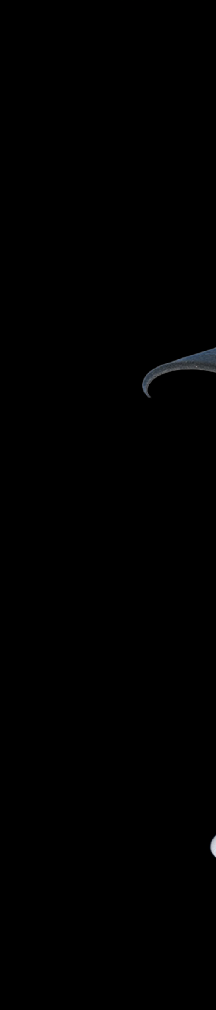 <h2>Image banner</h2>